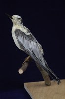 藏品(燕鷗)的圖片